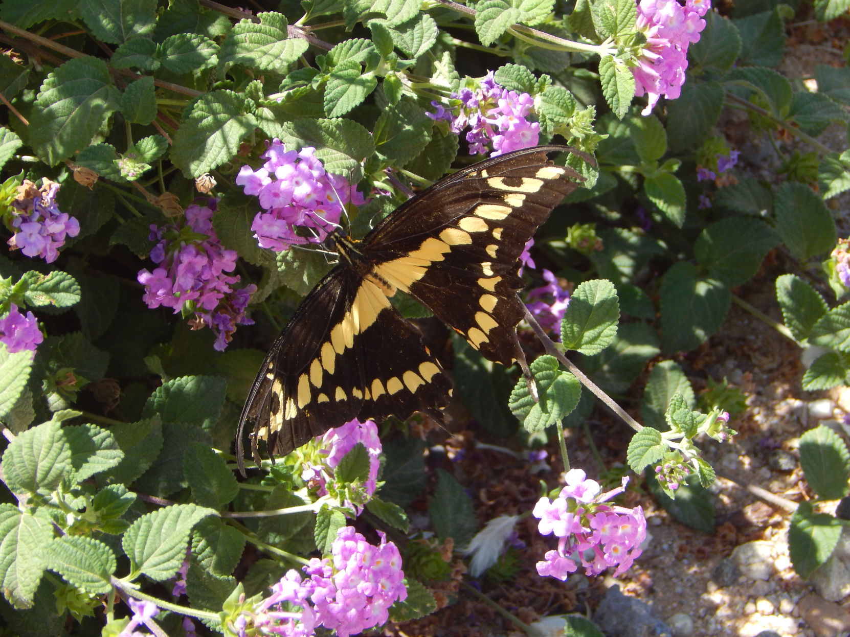 Swallowtail butterfly